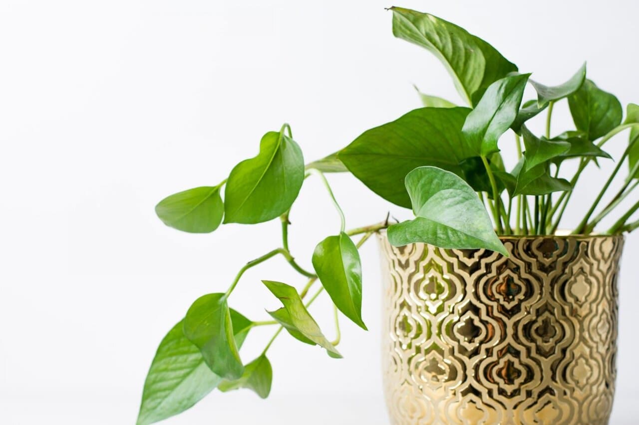 نکاتی برای مراقبت از گیاهان آپارتمانی
