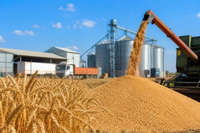 نائب رئیس کمیسیون کشاورزی: تاکنون فقط ۳۰ درصد مطالبات گندم‌کاران پرداخت شده است