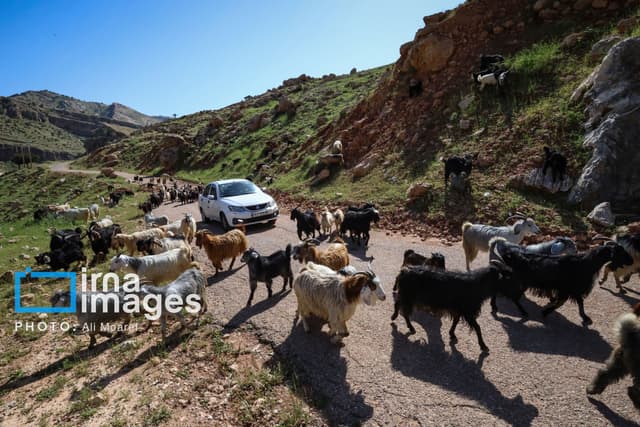 کوچ بهاره عشایر استان تهران آغاز شد