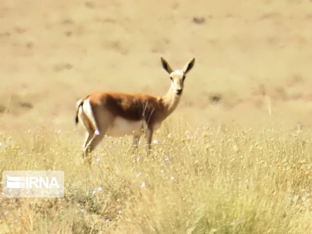 برنامه‌های آبرسانی به حیات‌وحش اصفهان با هدف مقابله با خشکسالی تشدید می‌شود