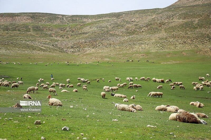 فعالیت انجمن مرتعداران در ۲۷ استان/ مراتع کشور از بهار پربارش سرسبز است