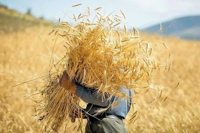 خرید تضمینی گندم از مرز ۱.۵ میلیون تن عبور کرد
