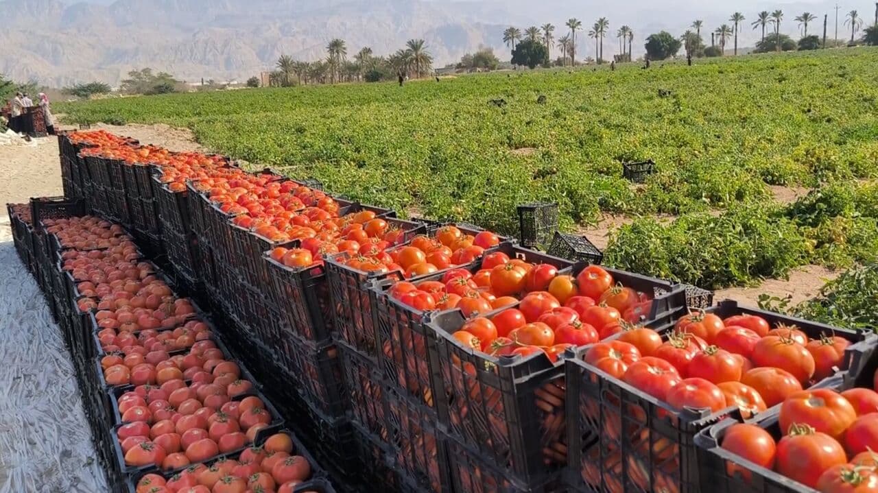 یک میلیون تن محصولات سبزی، صیفی و جالیزی در بوشهر تولید شد