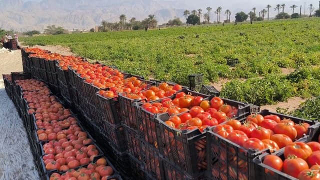 یک میلیون تن محصولات سبزی، صیفی و جالیزی در بوشهر تولید شد