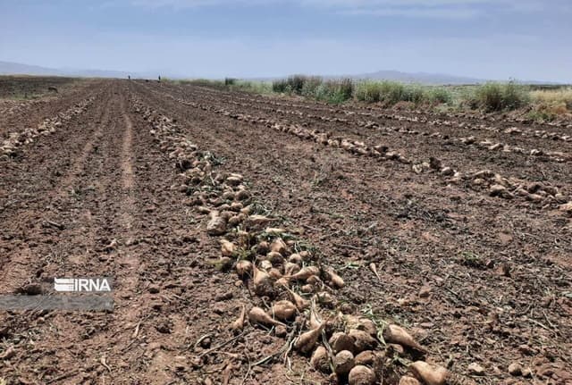 فیلم | آغاز برداشت بیش از ۵۶ هزار تن چغندرقند از مزارع قصرشیرین