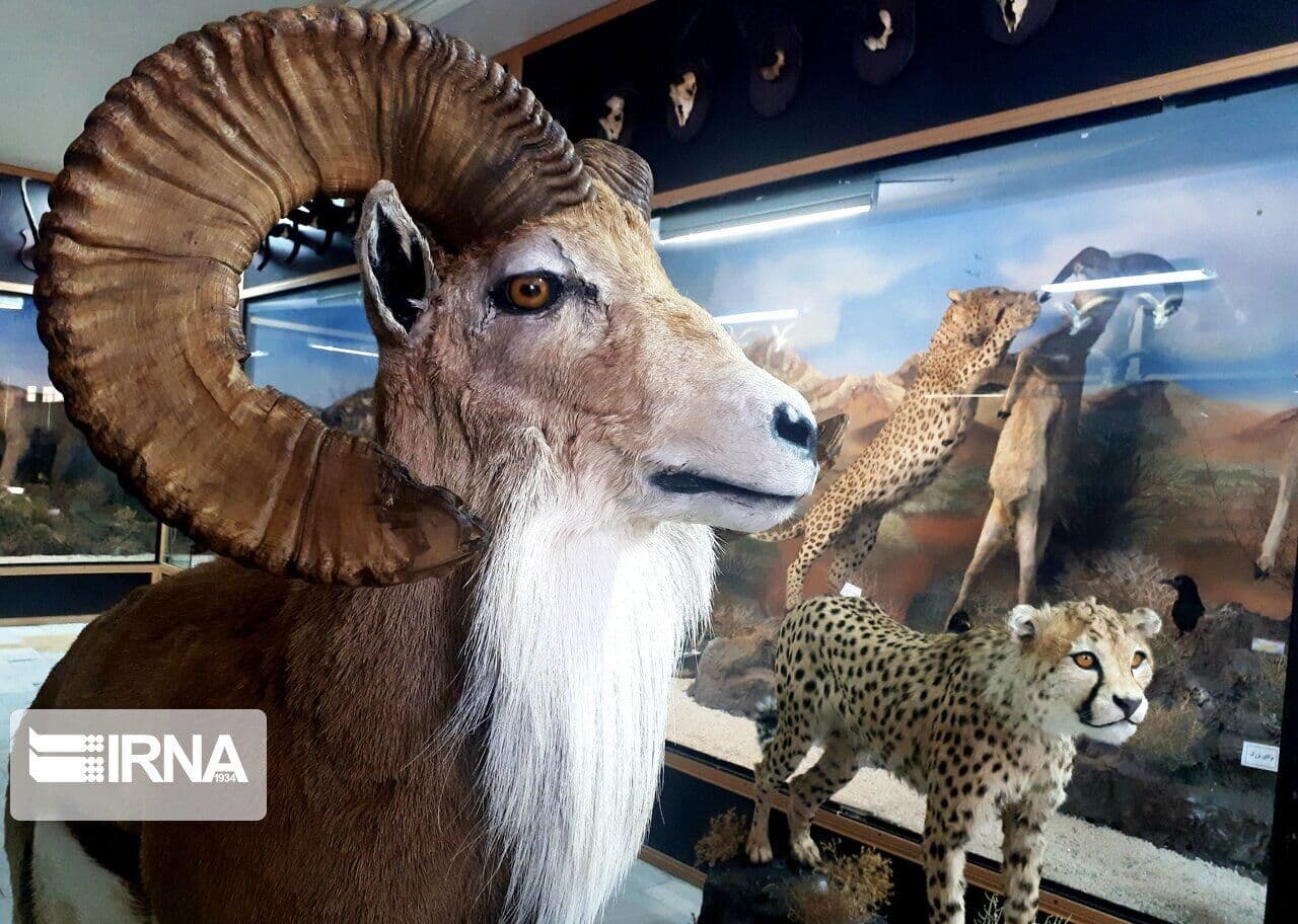 موزه‌ها پیوند دهنده جهانی گسسته/ مکانی برای آموزش و تفریح