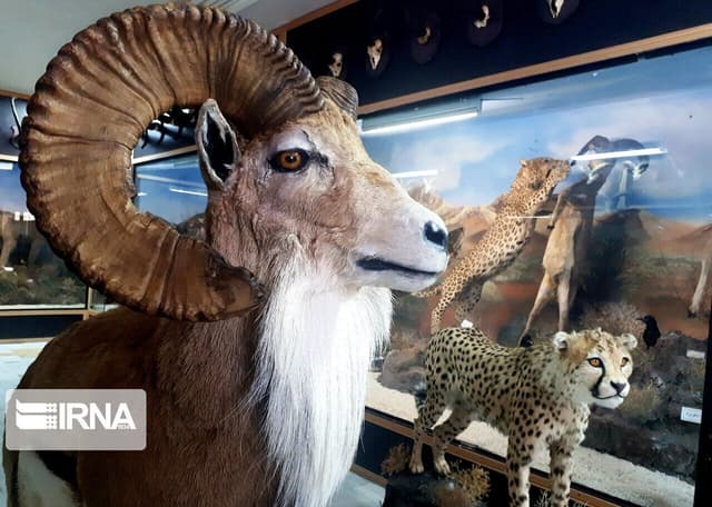 موزه‌ها پیوند دهنده جهانی گسسته/ مکانی برای آموزش و تفریح