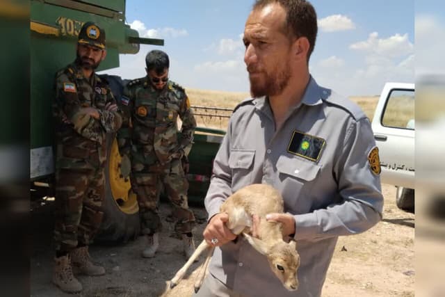 کشف و ضبط یک رأس بره آهو از یک نفر متخلف در شهرستان قصرشیرین