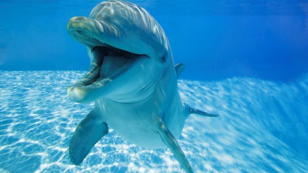 دلفین‌های مسلح ایران، جوک جدید فاکس‌نیوز +ویدیو