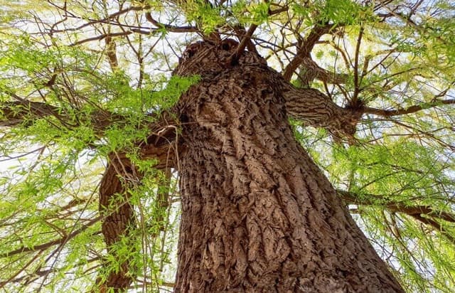 پوست درخت می‌تواند ابزاری برای سنجش آلودگی هوا باشد