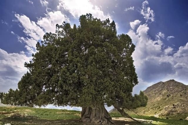 درخت اُرس، نماد جاودانگی و استقامت در ایران