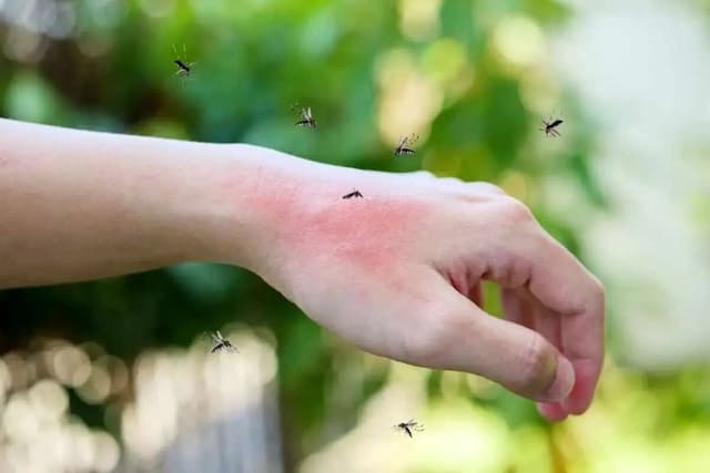 از اسطوخودوس تا نعنا؛ این گیاهان پشه‌ها را دور می‌کنند