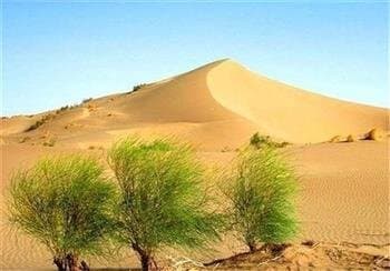 کارنامه ضعیف ۶ دهه مقابله با بیابان‌زایی در کرمان
