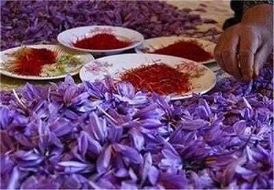 گرانی عجیب و غریب زعفران/ بازار محصولات تقلبی سکه شد
