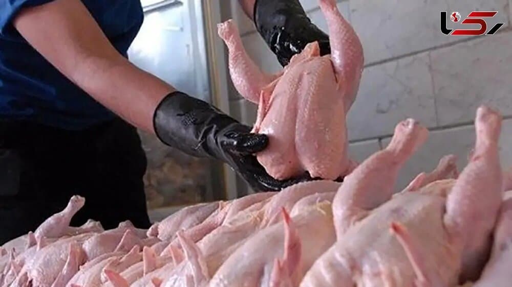 آغاز توزیع گسترده مرغ منجمد برای تنظیم بازار در کردستان