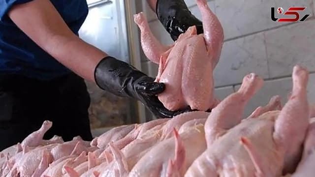 آغاز توزیع گسترده مرغ منجمد برای تنظیم بازار در کردستان