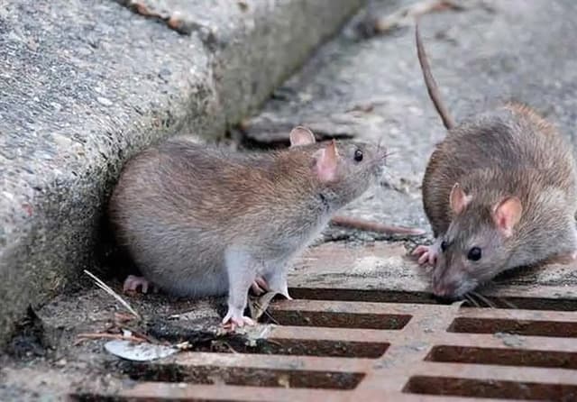 ابلاغ پروتکل‌های بهداشتی مقابله با جوندگان در سایت‌های دفن زباله
