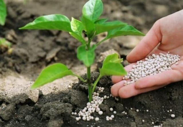درخواست فوری وزرای کشاورزی اروپا برای جلوگیری از بحران کود