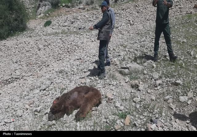 مرگ تلخ خرس ماده دردنا؛شکارچیان دوباره حیات‌وحش را نشانه رفتند+تصاویر