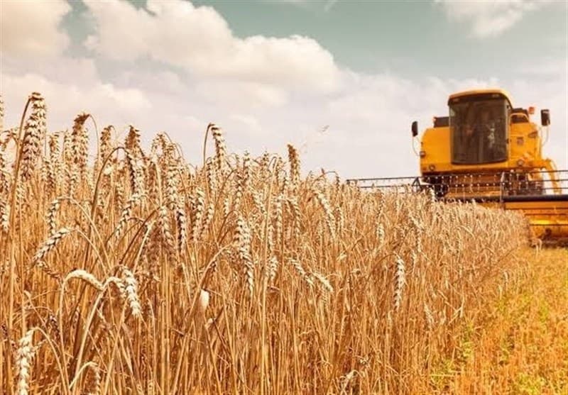 کسری منابع خرید تضمینی گندم؛ تهدید ظرفیت تولید 13.7 میلیون تنی