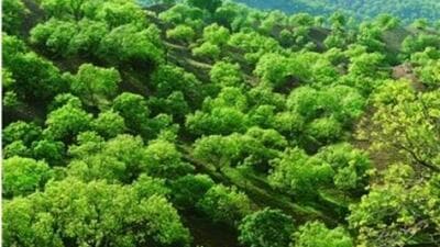 تغییر کاربری، چرای دام، آتش‌سوزی و راه‌سازی عوامل اصلی تخریب جنگل‌ها در ایلام