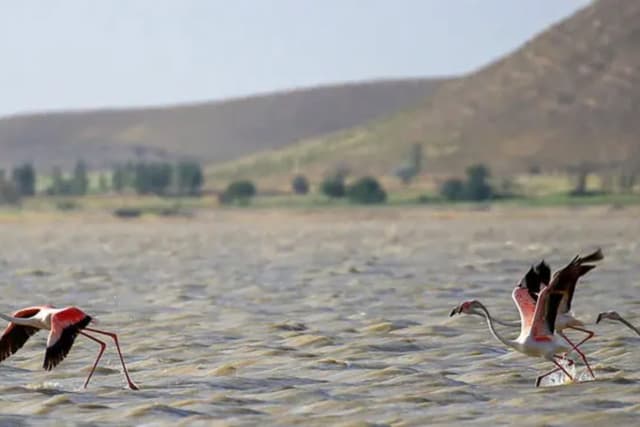 تالاب آق‌گل پس از سال‌ها خشکسالی دوباره جان گرفت