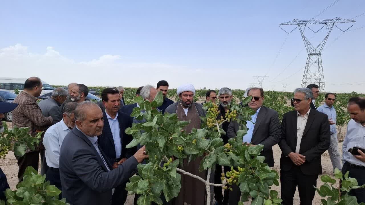 پايش وضعيت مزارع گندم و باغات پسته ساوه و زرنديه توسط اعضاي کميسيون کشاورزي مجلس/ واکاوي چالش‌هاي توليدي و بيمه‌اي کشاورزان منطقه