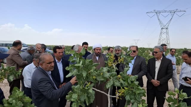 پايش وضعيت مزارع گندم و باغات پسته ساوه و زرنديه توسط اعضاي کميسيون کشاورزي مجلس/ واکاوي چالش‌هاي توليدي و بيمه‌اي کشاورزان منطقه