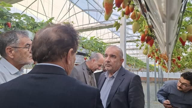 بازديد اعضاي کميسيون کشاورزي مجلس از الگوي موفق توليد توت‌فرنگي در زرنديه/ بررسي راهکارهاي حمايتي از توسعه کشت‌هاي مدرن و ارزآور