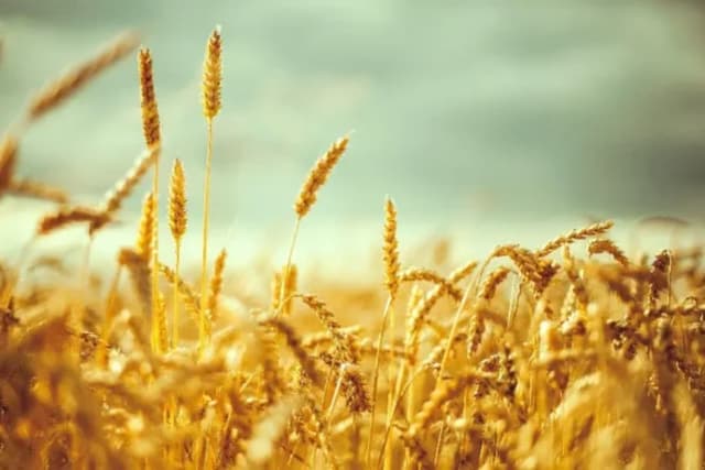 مجموع پرداختی به گندم‌کاران از مرز 62 همت گذشت