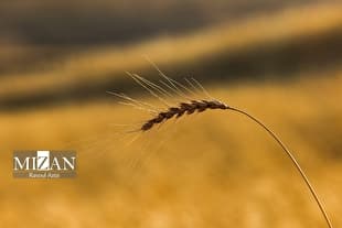 خرید تضمینی گندم به بیش از ۶۵۰ هزار تن رسید