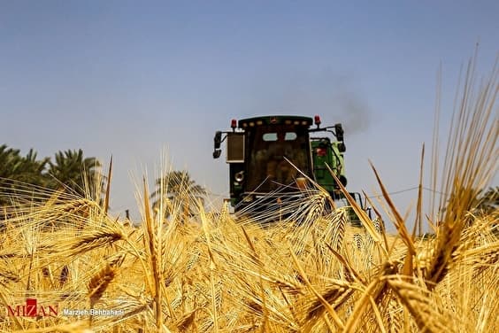 هنوز مطالبات گندم‌کاران پرداخت نشده است/ پیش‌بینی تولید ۱۴ میلیون تن گندم در سال جاری