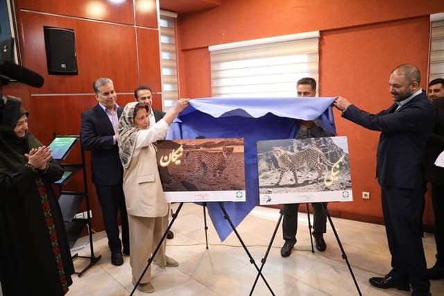 رونمایی از شناسنامه «نیکان» و «نیکی»؛ دو یوزپلنگ آسیایی