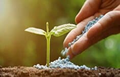 رونمایی از فسفاتهای اشرافی / وقتی خاک ایران هم توان خرید کودهای وزارت جهاد را ندارد!