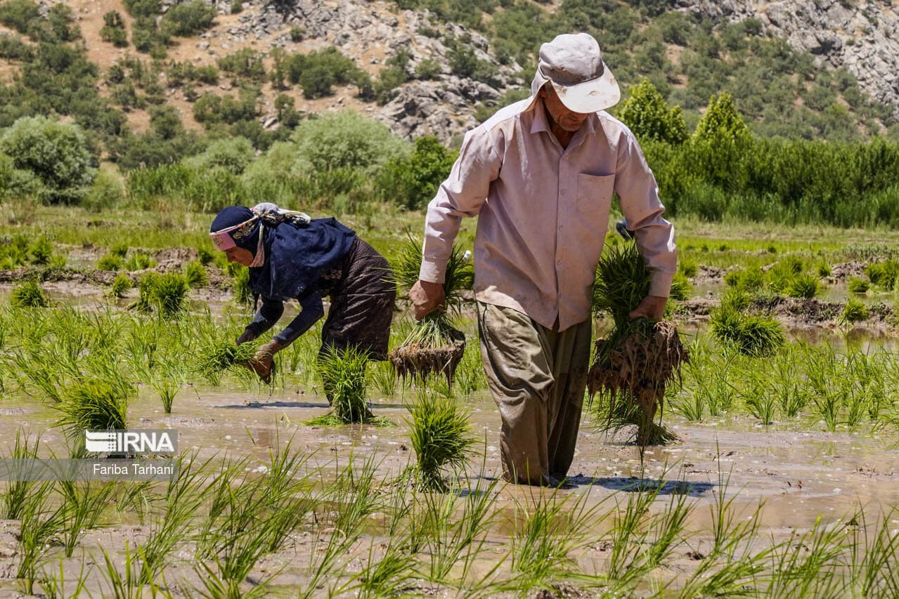 شالیکاران برای خرید بیمه نامه برنج تا پایان اردیبهشت مهلت دارند