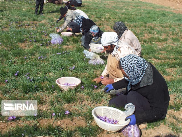 استاندار: ۵۰۰ هکتار به کشت زعفران استان کرمانشاه اضافه میشود
