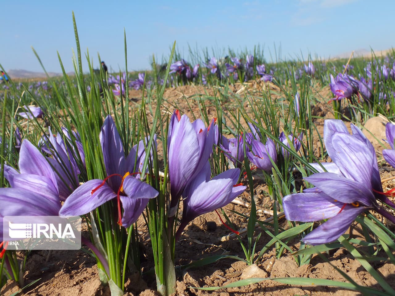پیشبینی ۷ تن زعفران از سطح ۸۰۰ هکتار زمین کشاورزی استان کرمانشاه