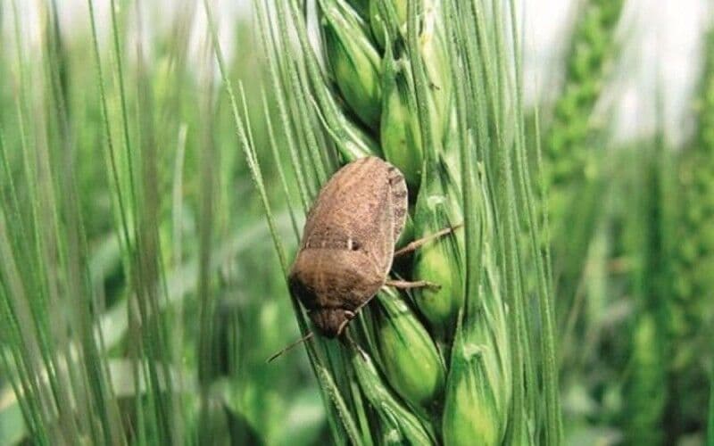 مبارزه با سن گندم و جو در سطح ۲.۶ میلیون هکتار از مزارع کشور