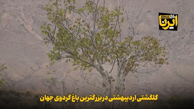 فیلم | گلگشتی اردیبهشتی در بزرگترین باغ گردوی جهان