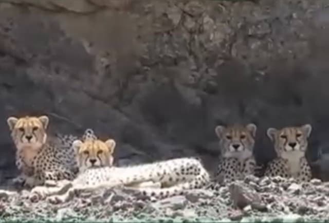 خانواده جدید یوزپلنگ هلیا؛ هشدار رانندگی در خروجی شرقی سمنان