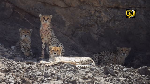 مراقبت از خانواده «هلیا» در جاده!
