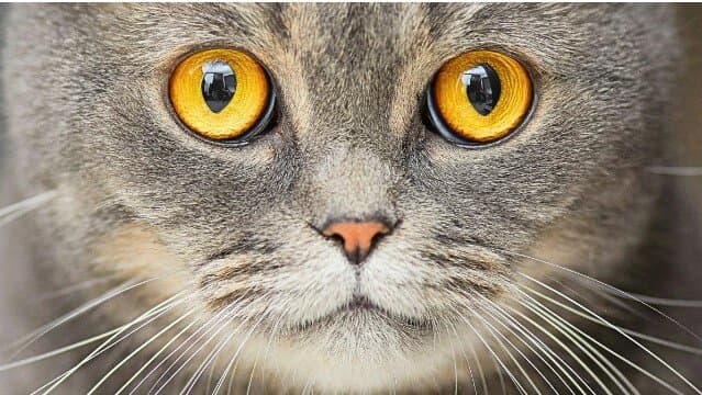 اگر گربه دارید، مراقب نشانههای اسکیزوفرنی باشید