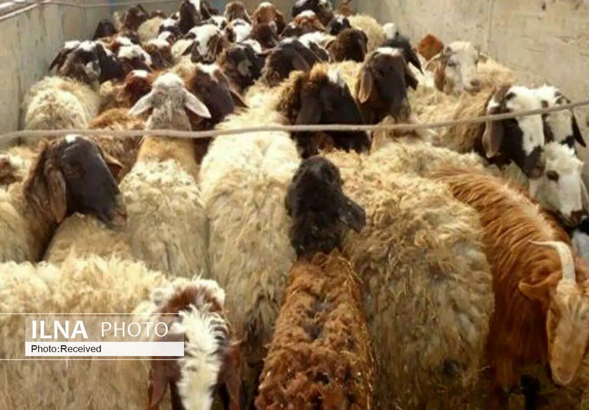 تناقض عجیب بازار گوشت؛ دام ۳۰ درصد ارزان شد، گوشت برای مصرفکننده نه!