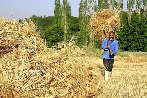 خبر مهم درباره خرید تضمینی گندم / کشاورزان حتما بخوانند