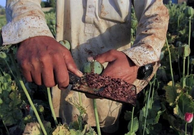 کشت خشخاش به هیچ عنوان آزاد نشده است