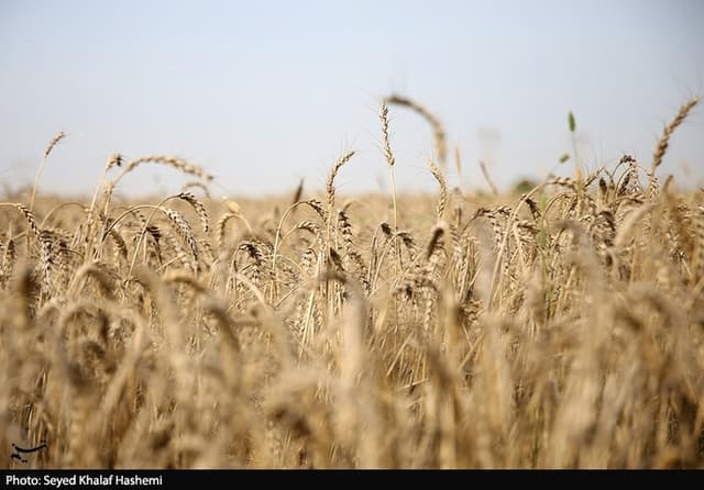 عباسی: محاصره دریایی آمریکا بر امنیت غذایی بیاثر است