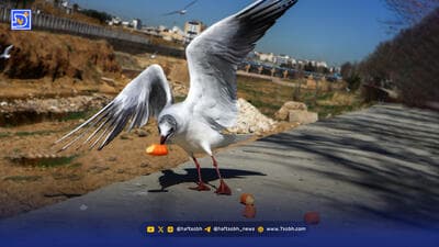 چیپس و پفک جای ماهی برای کاکاییها