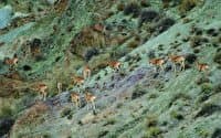 رشد دوقلوزایی در حیات وحش گلستان