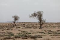 سالانه ۴ میلیون هکتار مرتع احیا میشود