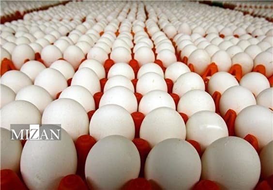 قیمت تخممرغ کاهشی شد/ لزوم خرید تضمینی برای حمایت از تولیدکنندگان
